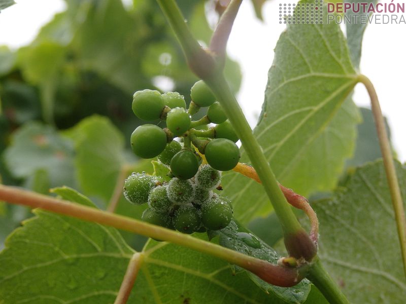 Nagúns rebuscos si atopamos algo de mildio Nagúns rebuscos si atopamos algo de mildio