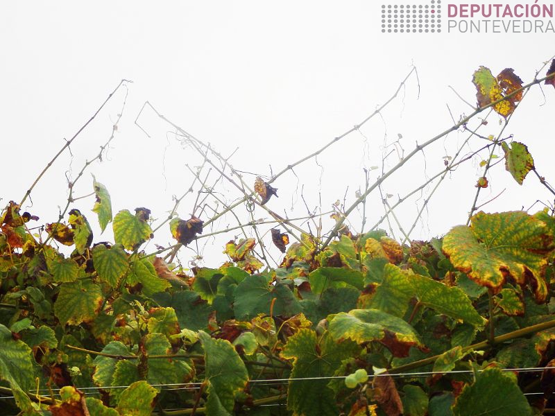 Nalgunha viña a defoliacion e importante Nalgunha viña a defoliacion e importante