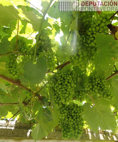 Nalgunhas viñas ausencia mildio Nalgunhas viñas ausencia mildio