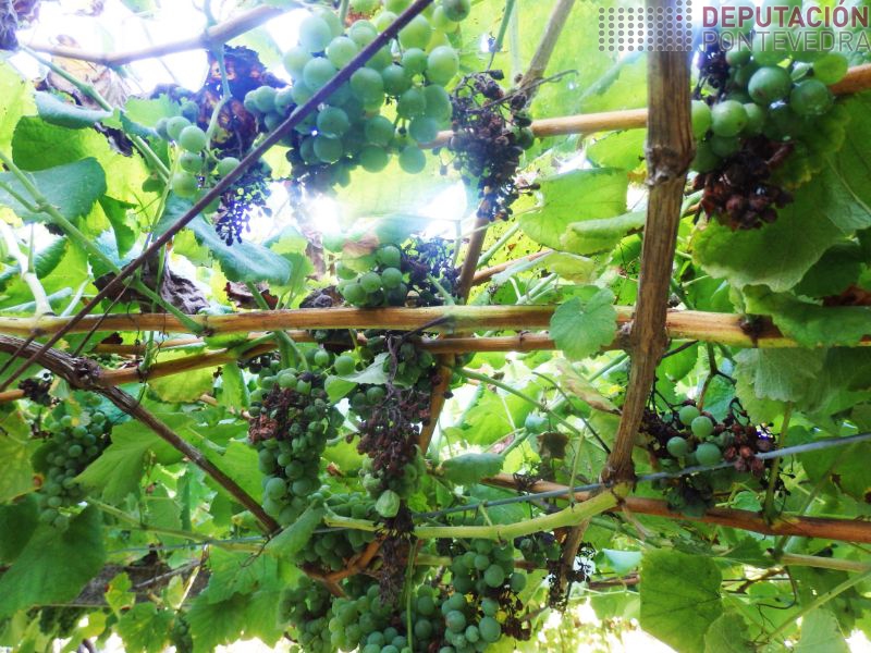 Nas viñas mais atacadas de antes e conveniente eliminar partes mortas Nas viñas mais atacadas de antes e conveniente eliminar partes mortas