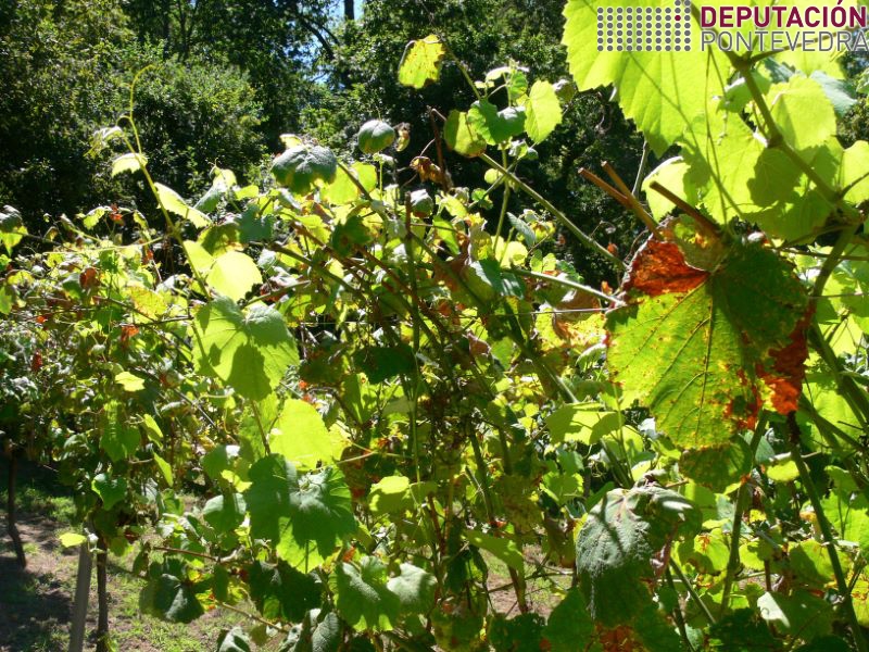 Nin nos brotes plantas testemuña atopamos mildio esta semana