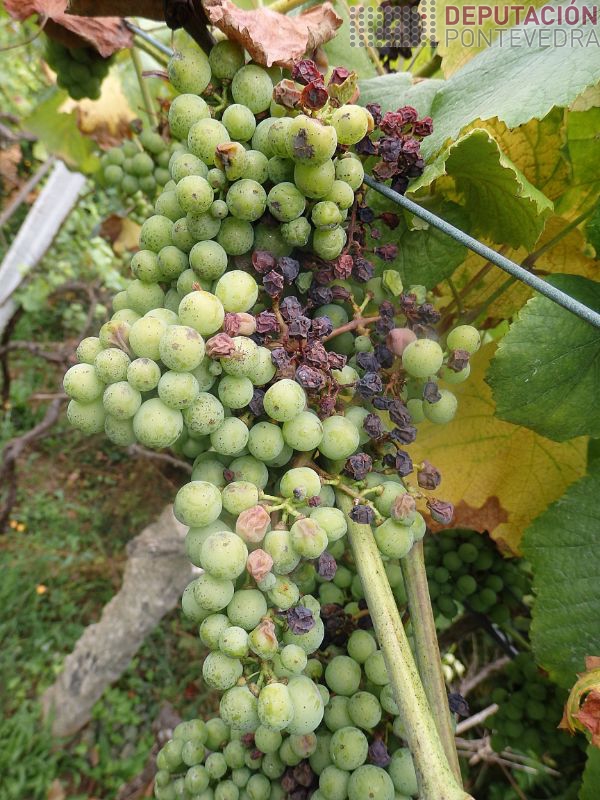 Non confundir os golpes de sol con mildio larvado ou black rot Non confundir os golpes de sol con mildio larvado ou black rot