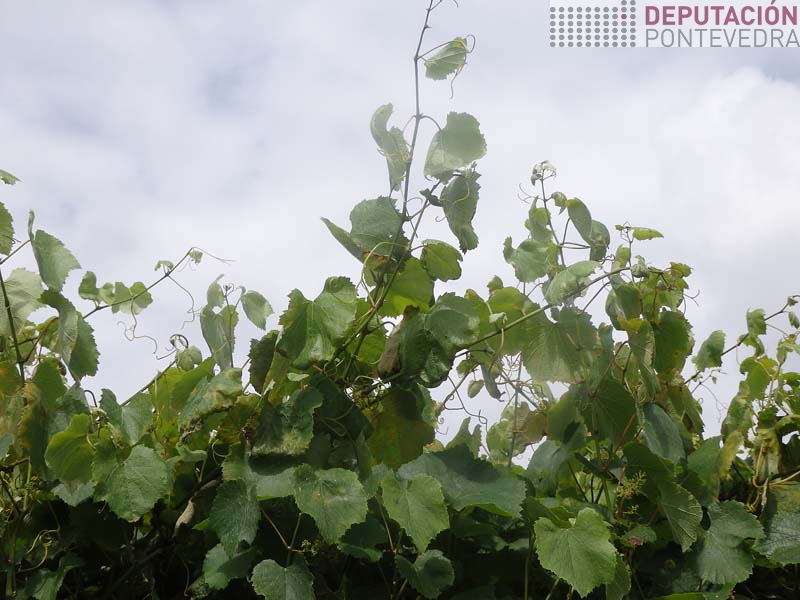 Onde mais densidade vexetacion mais mildio Onde mais densidade vexetacion mais mildio