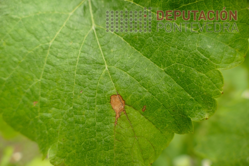 Primeira_mancha_de_black_rot_en_Areeiro.jpg
