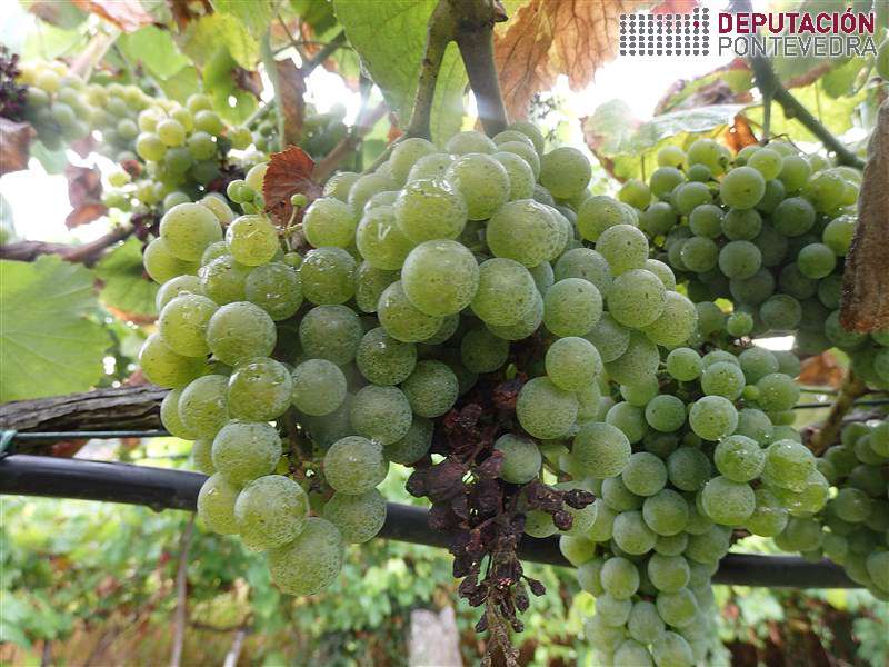 Tamén restos secos de mildio poden atraer podres Tamén restos secos de mildio poden atraer podres