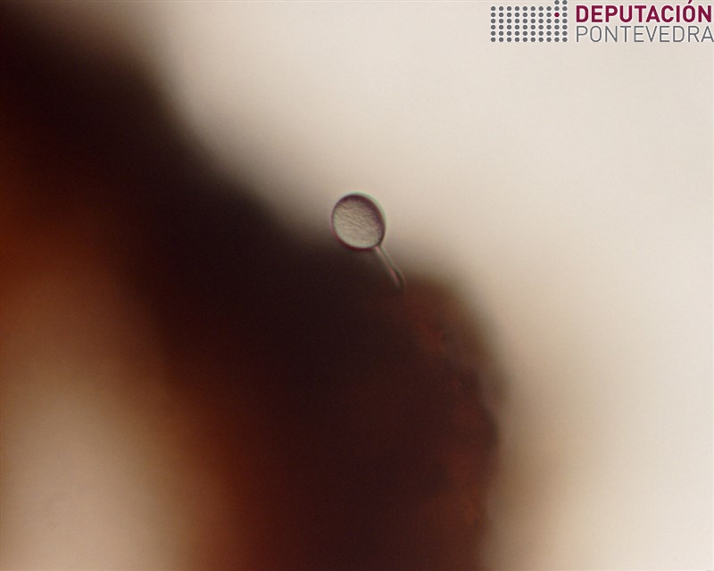 Xerminación das primeiras oosporas 2018 Xerminación das primeiras oosporas 2018