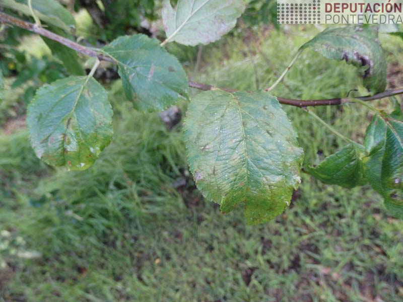 Manchas novas de moteado Manchas novas de moteado