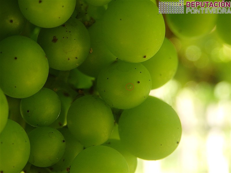 20200623_Postas avelaiñas acio dificiles ver 20200623_Postas avelaiñas acio dificiles ver