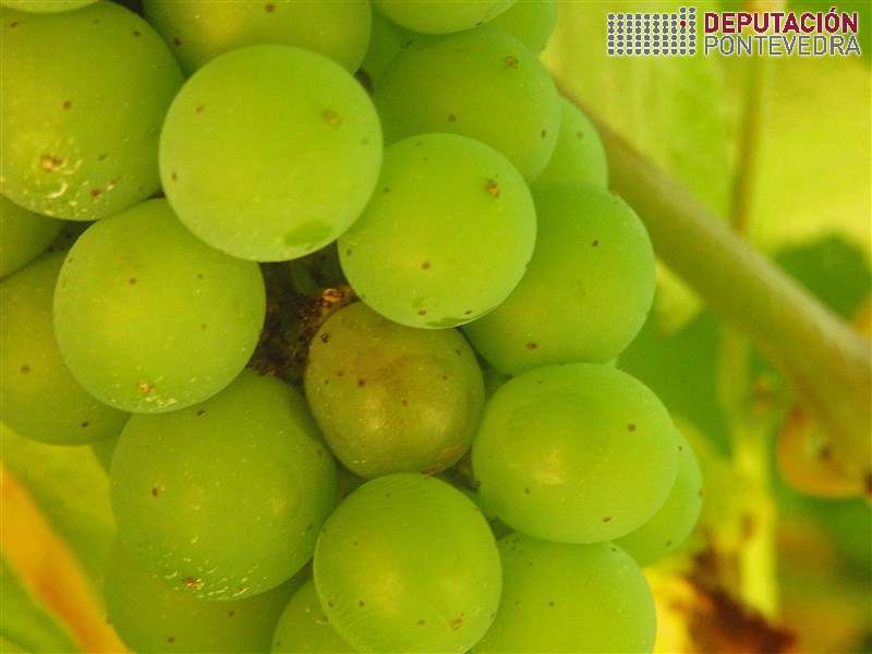 20200708_Gran albariño cambio color por Lobesia 20200708_Gran albariño cambio color por Lobesia