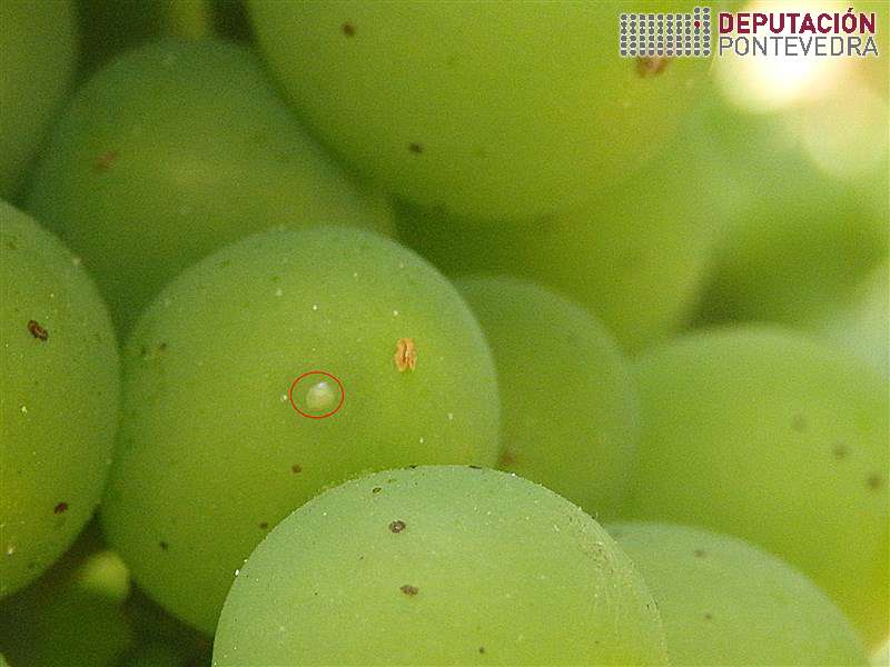 20200708_Ovo de avelaiña acio 20200708_Ovo de avelaiña acio