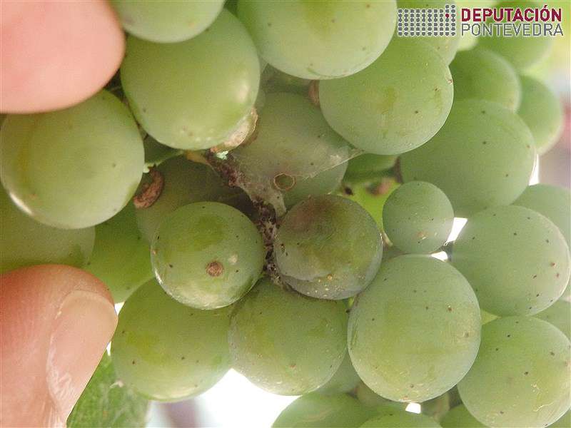 20200721_Mais danos de Lobesia en acio pero non limiar 20200721_Mais danos de Lobesia en acio pero non limiar