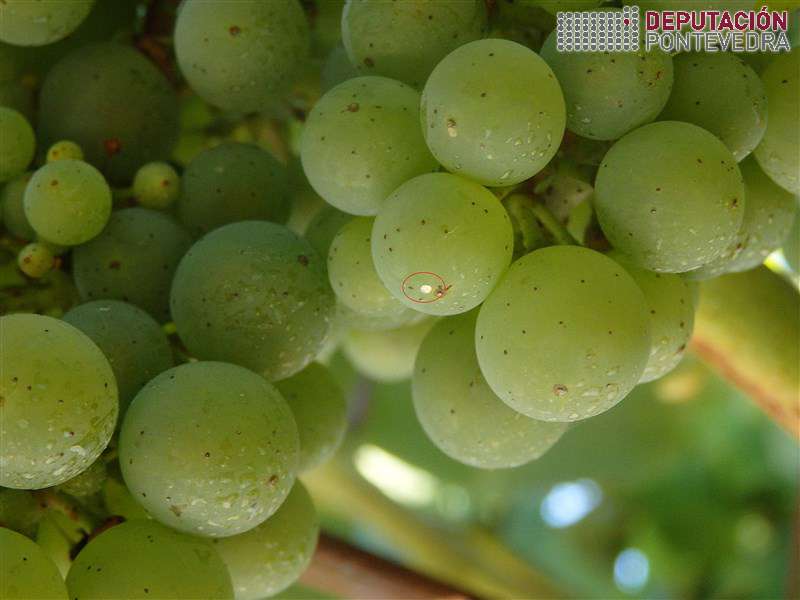 20200804_Ovo de Lobesia 20200804_Ovo de Lobesia