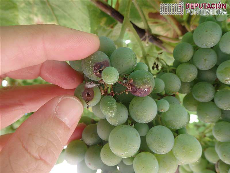 20200804_Sintomas de Lobesia en acio albariño 20200804_Sintomas de Lobesia en acio albariño