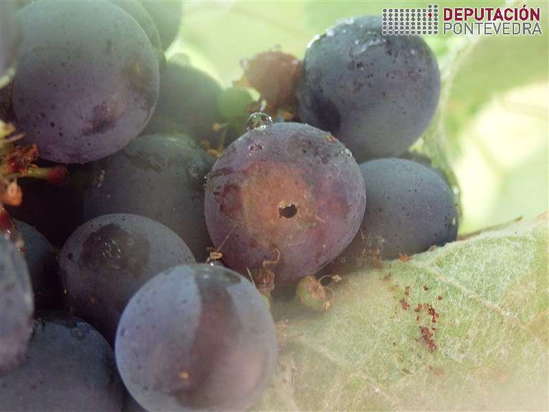 20200812_Perforacion con podre en variedade tinta 20200812_Perforacion con podre en variedade tinta