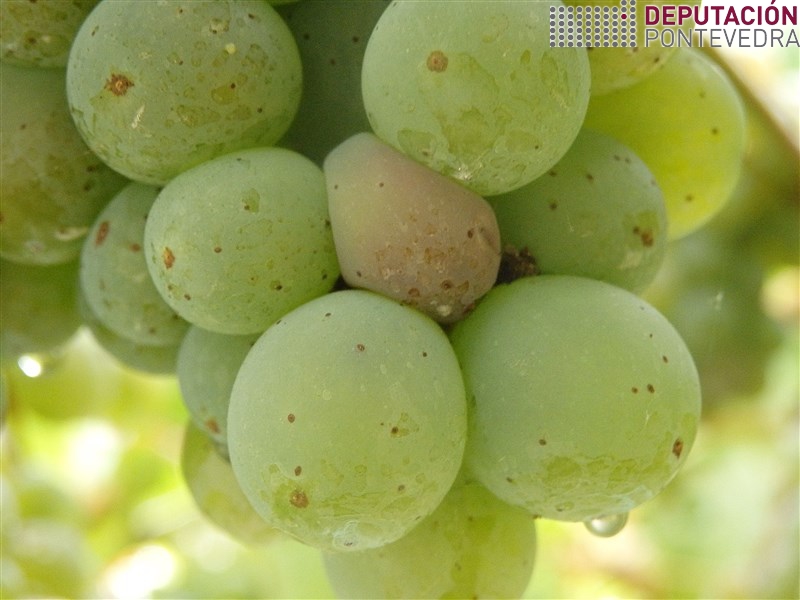 20200804_Ovo de Lobesia 20200818_Cambio cor gran albariño por penetracion eiruga avelaiña