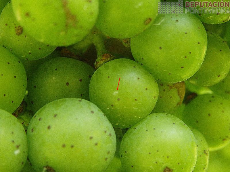Primeira posta vista de Lobesia Primeira posta vista de Lobesia
