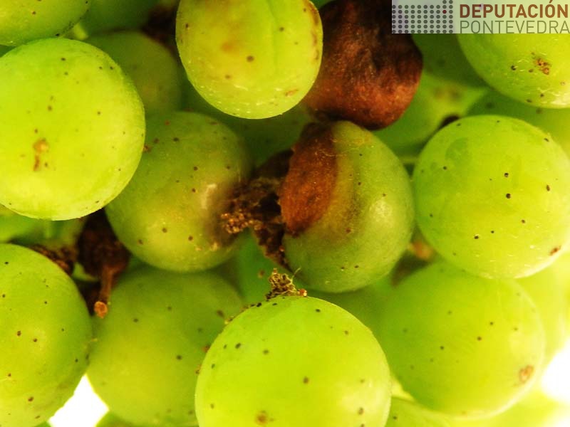 Perforacion eiruga Lobesia Perforacion eiruga Lobesia