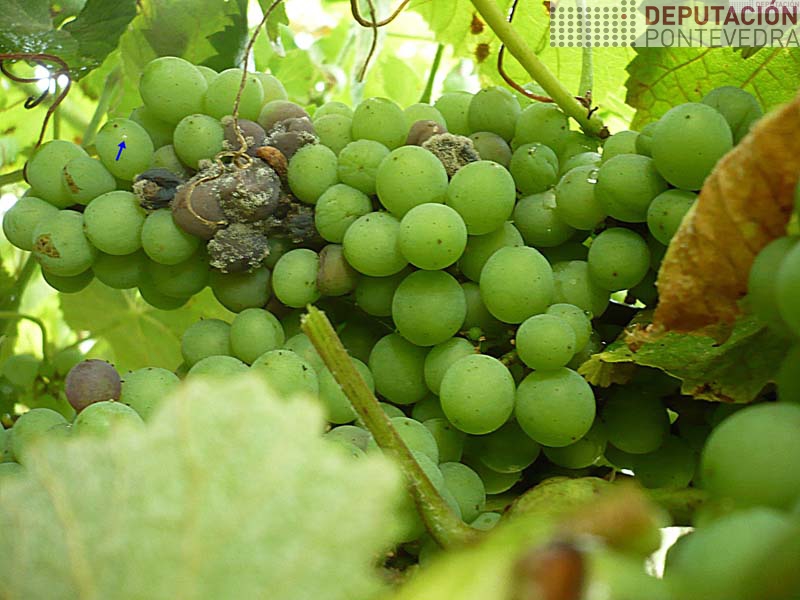20210804_Posta de Lobesia-frecha azul- e uvas afectadas podre