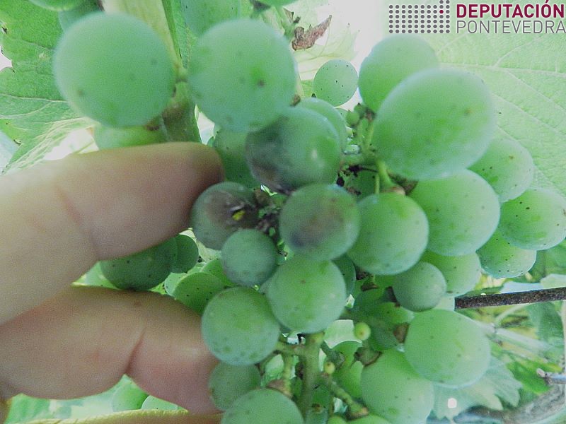 20220720_Primeira penetracion Lobesia