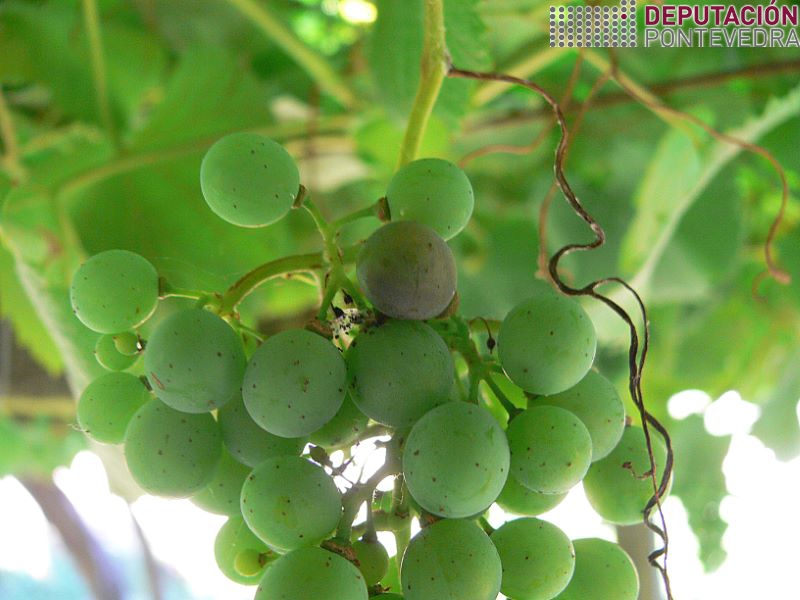 20220727_Gran afectado por eiruga de Lobesia e signos da perforacion do anexo