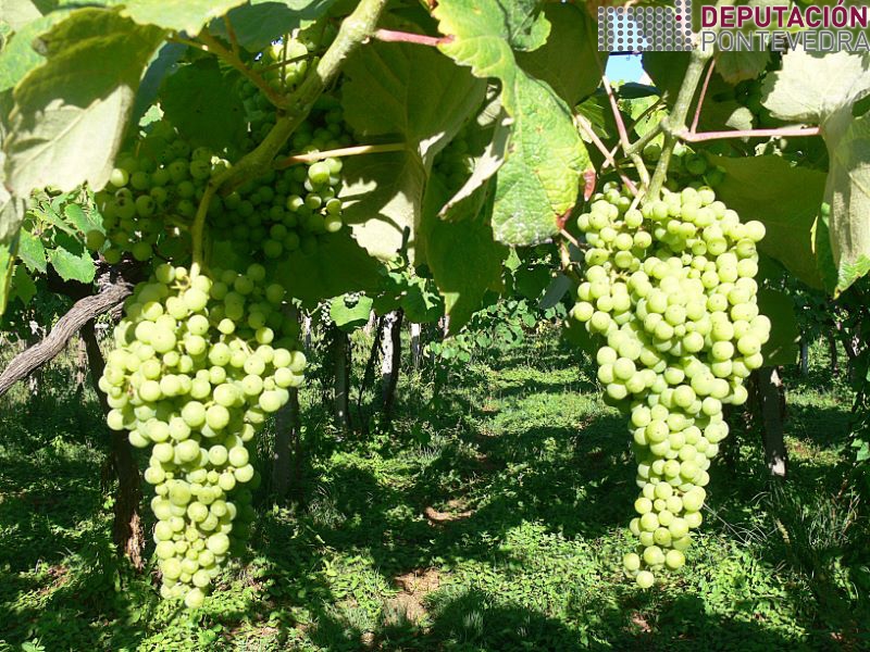 Acios de Loureira en perfecto estado