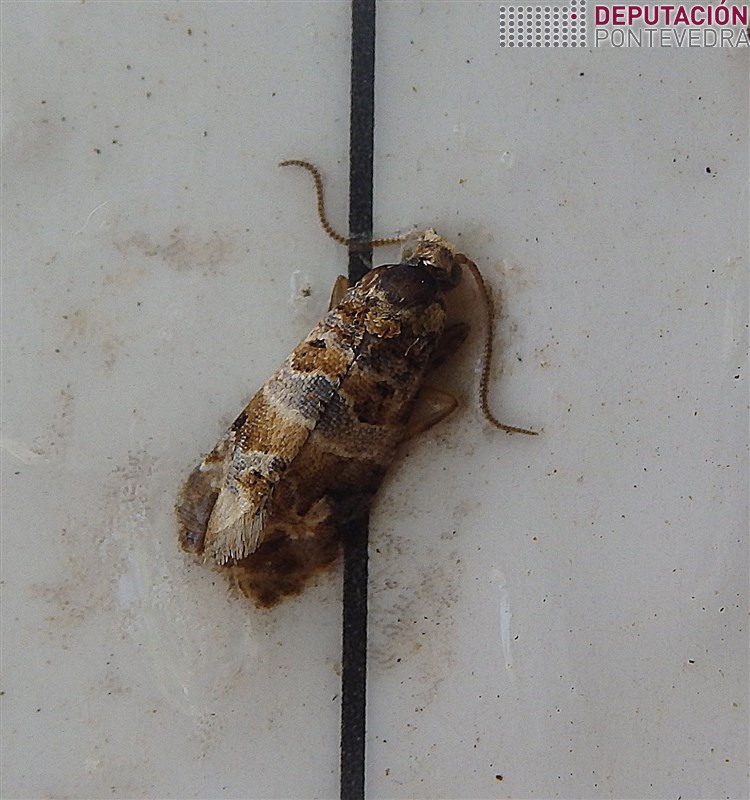 Adultos de Lobesia teñen este aspecto Adultos de Lobesia teñen este aspecto