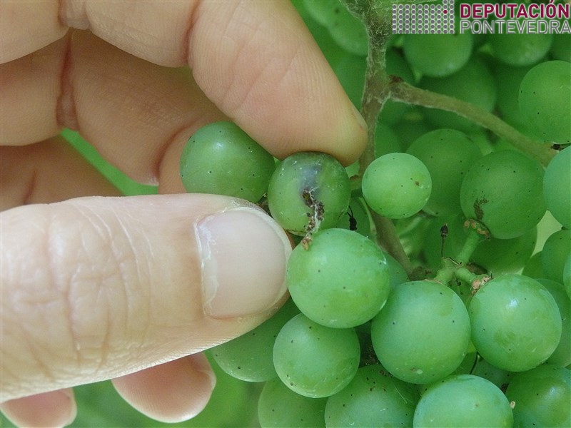 Buraco de penetracion e indicios de perforacion couza