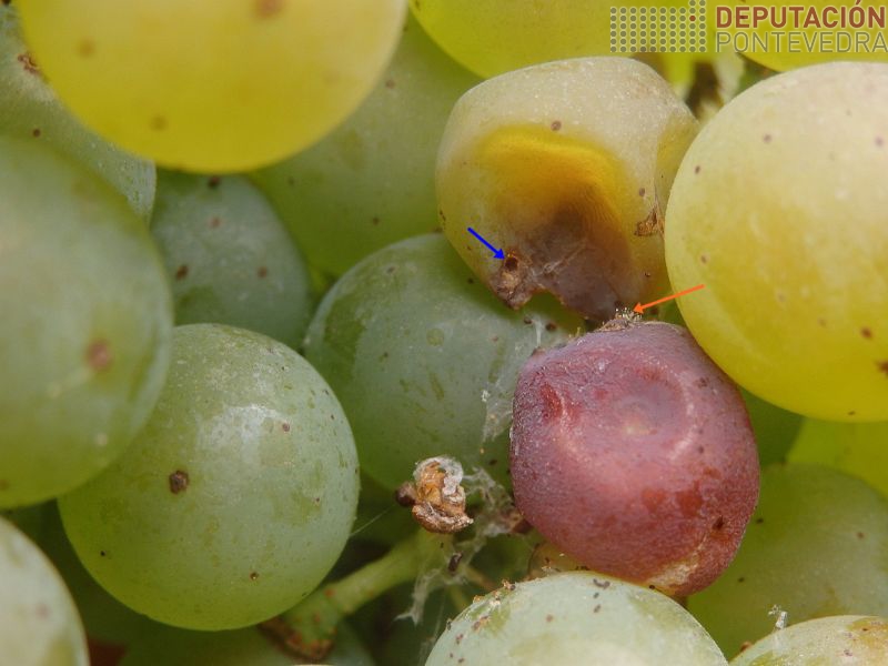 Buraco eiruga Lobesia (frecha azul) e micelio botrite en perforacion anterior (frecha laranxa)