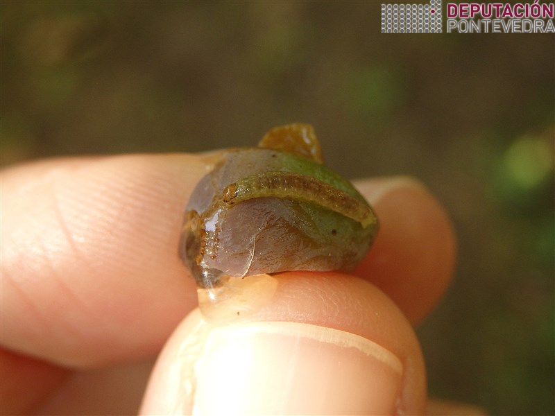 Eiruga de Lobesia sobre gran de albariño atacado