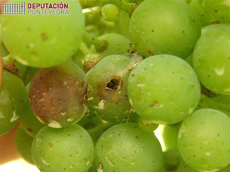 Oco de penetración eiruga couza e sintoma no gran