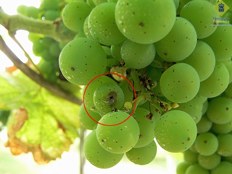 Orificio de penetración dunha eiruga de couza Orificio de penetración dunha eiruga de couza