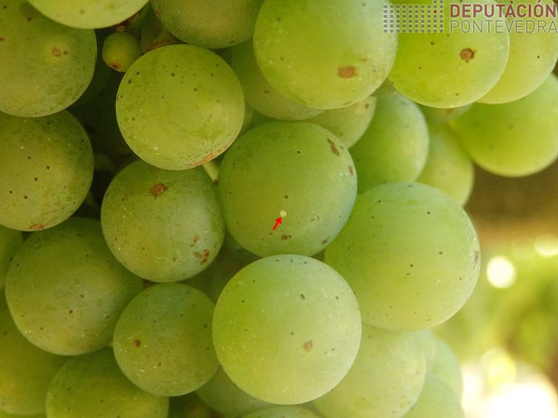 Ovo recente de avelaíña do acio Ovo recente de avelaíña do acio