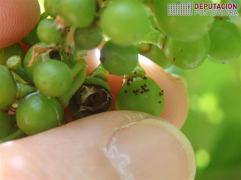 Resultado de abrir un niño ou glomerulo Lobesia Resultado de abrir un niño ou glomerulo Lobesia