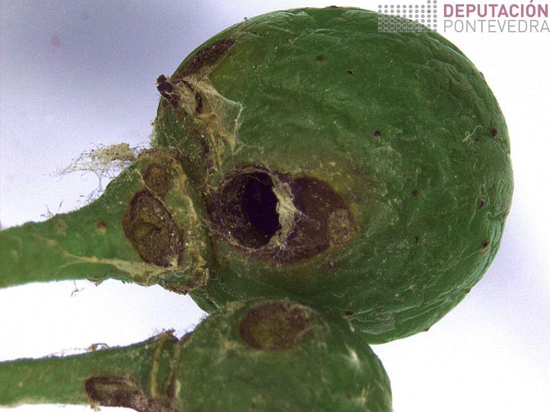 Sintomas perforacion eiruga Losbesia 7.5x Sintomas perforacion eiruga Losbesia 7.5x