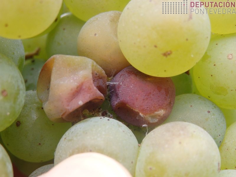 Sintomas perforacion Lobesia afectando a tres grans Sintomas perforacion Lobesia afectando a tres grans