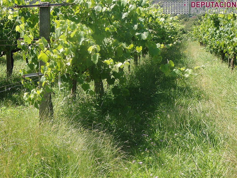 20200623_Este ano fundamentais rozas e despuntes