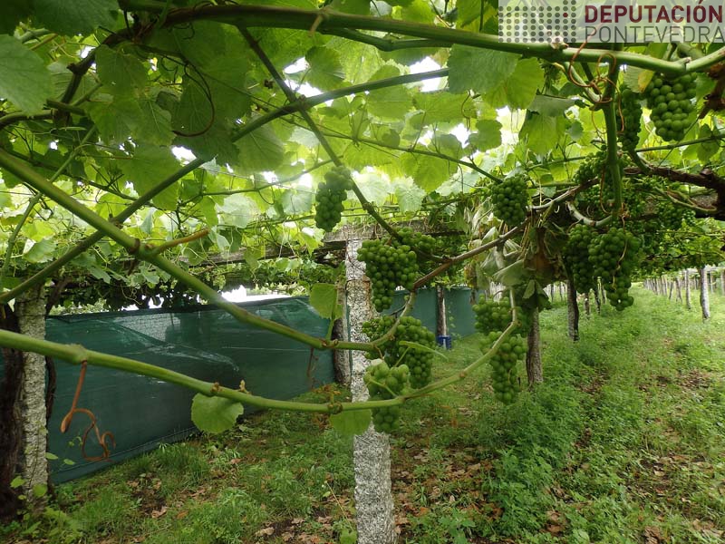 As esfollas NUNCA deben ser tan intensas As esfollas NUNCA deben ser tan intensas