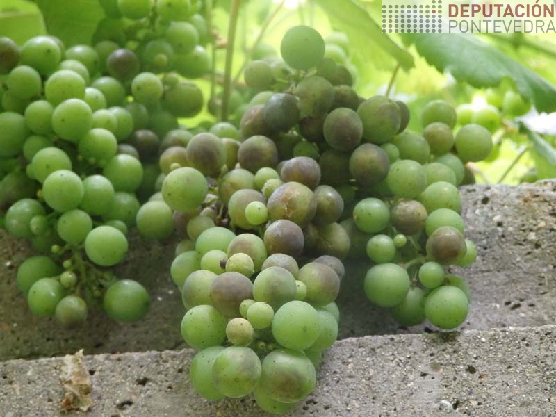 E fundamental boa aplicación tratamentos para evitar zonas sen protexer E fundamental boa aplicación tratamentos para evitar zonas sen protexer