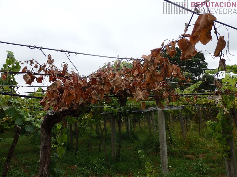 É bo eliminar xa as plantas mortas por alteracions de madeira É bo eliminar xa as plantas mortas por alteracions de madeira