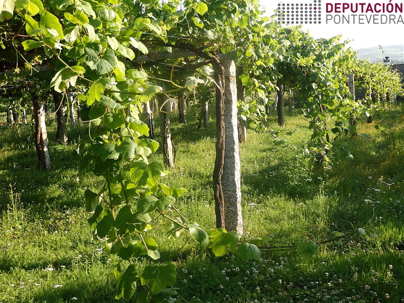 Eliminar pampos cara o solo reduce condicións favorables enfermidades