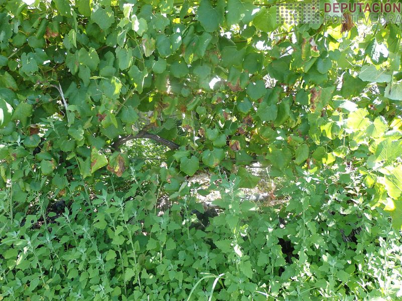 Este ano húmido fundamental bo mantemento vexetacion solo Este ano húmido fundamental bo mantemento vexetacion solo