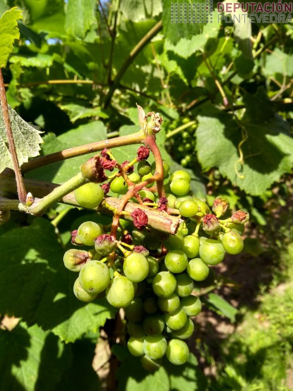 Empezan golpes de sol acios demasiado expostos Empezan golpes de sol acios demasiado expostos