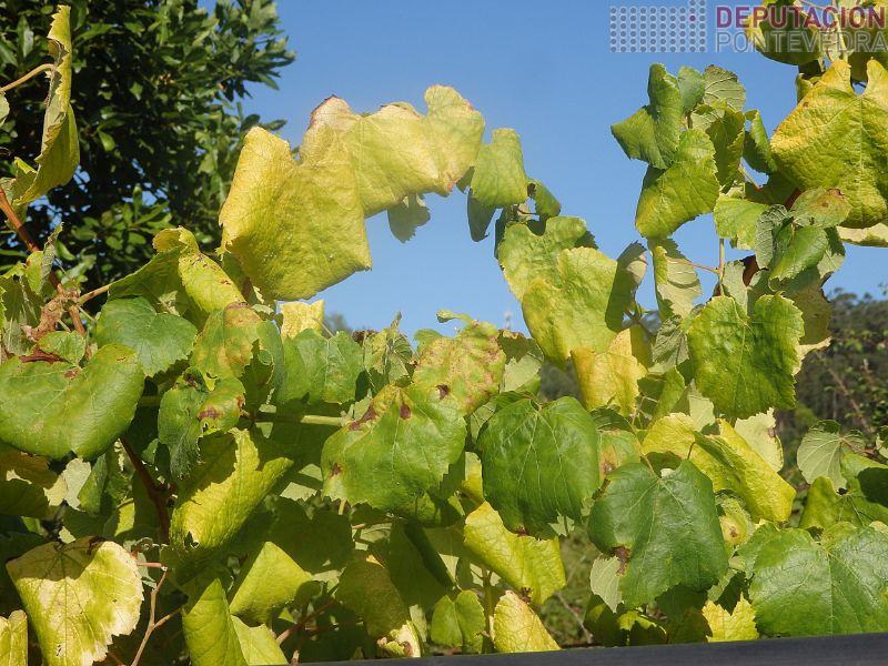 Algunhas viñas nesta epoca indicios estres hídrico Algunhas viñas nesta epoca indicios estres hídrico