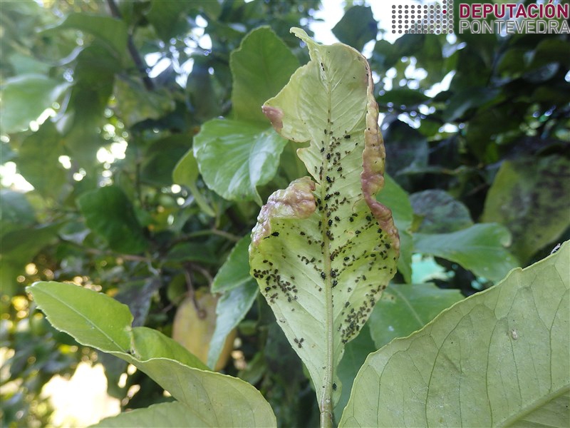 20190613_Colonia de pulgons en folla tenra limoeiro 20190613_Colonia de pulgons en folla tenra limoeiro