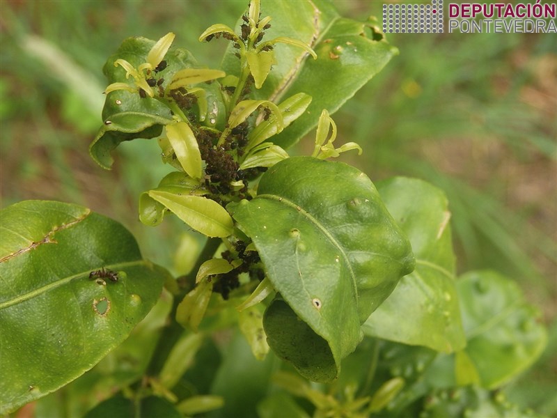 20200612_Melloria tempo favorecerá pulgóns cítricos