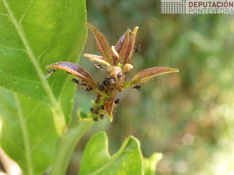 Este ano colonias de pulgon abundantes en brotes citricos Este ano colonias de pulgon abundantes en brotes citricos