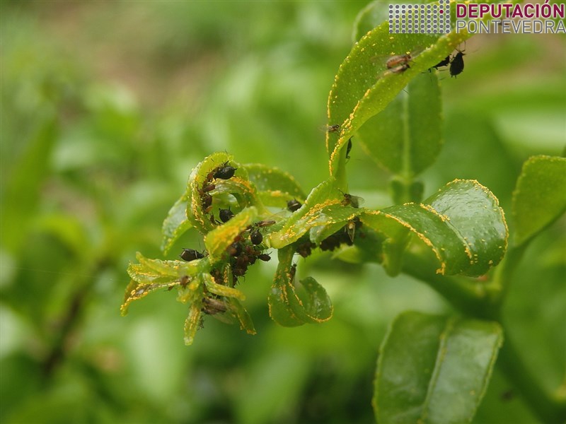 Gromo cítrico con pulgon e ovos psila africana