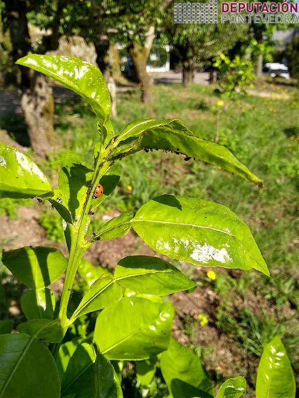 Xoaniña en gromo limoeiro con pulgón