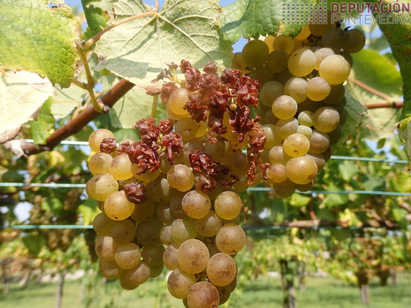 Restos ataque avespa asiatica non botrite Restos ataque avespa asiatica non botrit