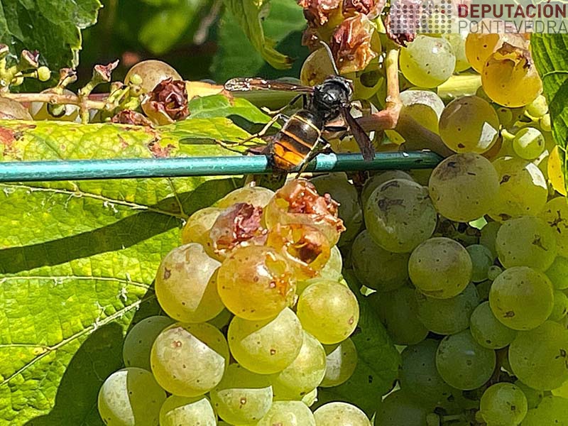 Empezan a ser visibles danos pola vespa asiatica Empezan a ser visibles danos pola vespa asiatica